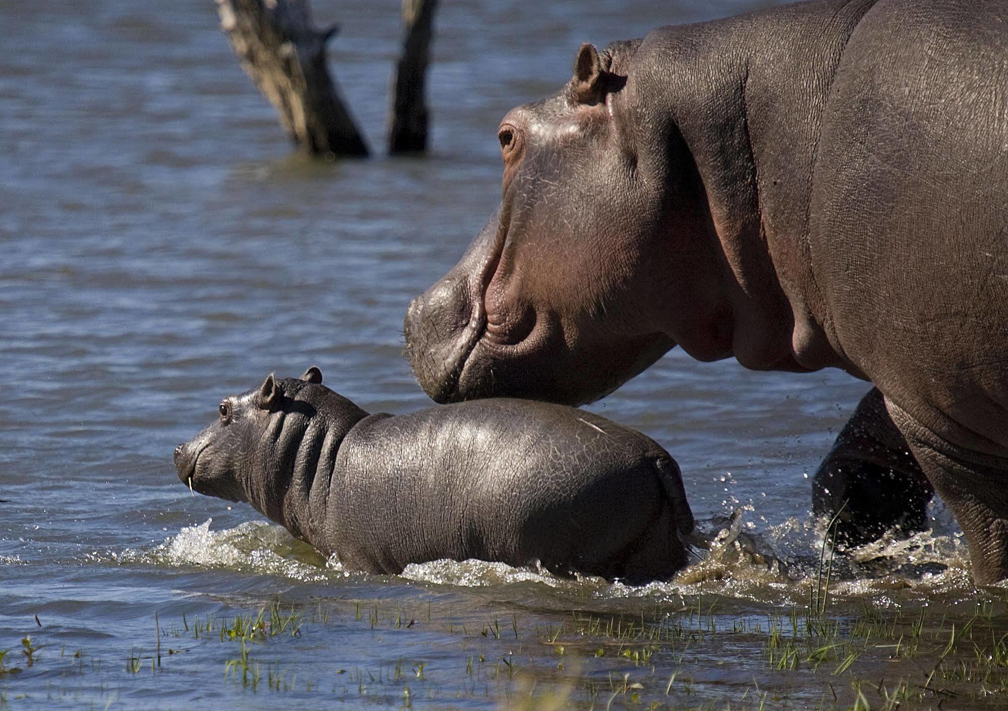 Mjejane River Lodge Marloth Park Eksteriør bilde